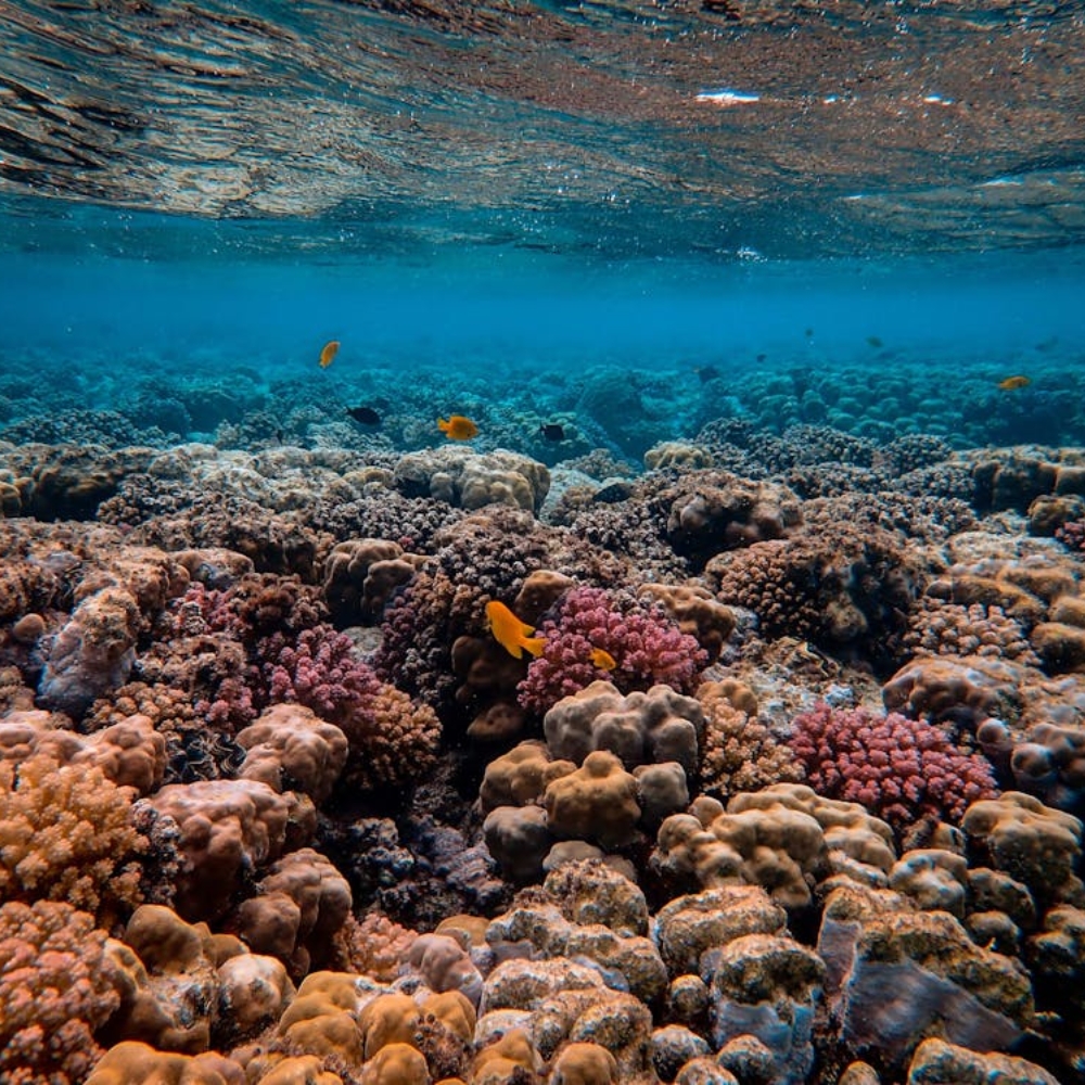 Retaxe Reef