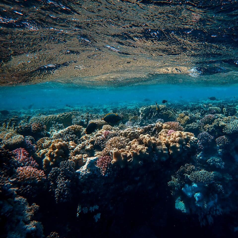 Snorkeling