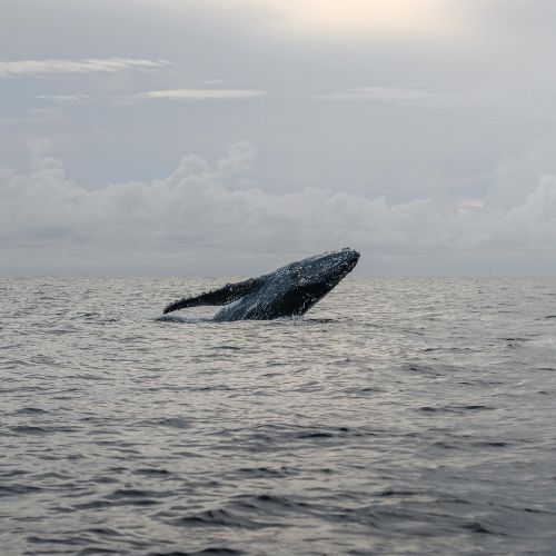 Whale Watching